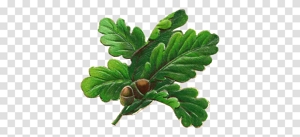 Oak Tree Leaves, Plant, Produce, Food, Grain Transparent Png