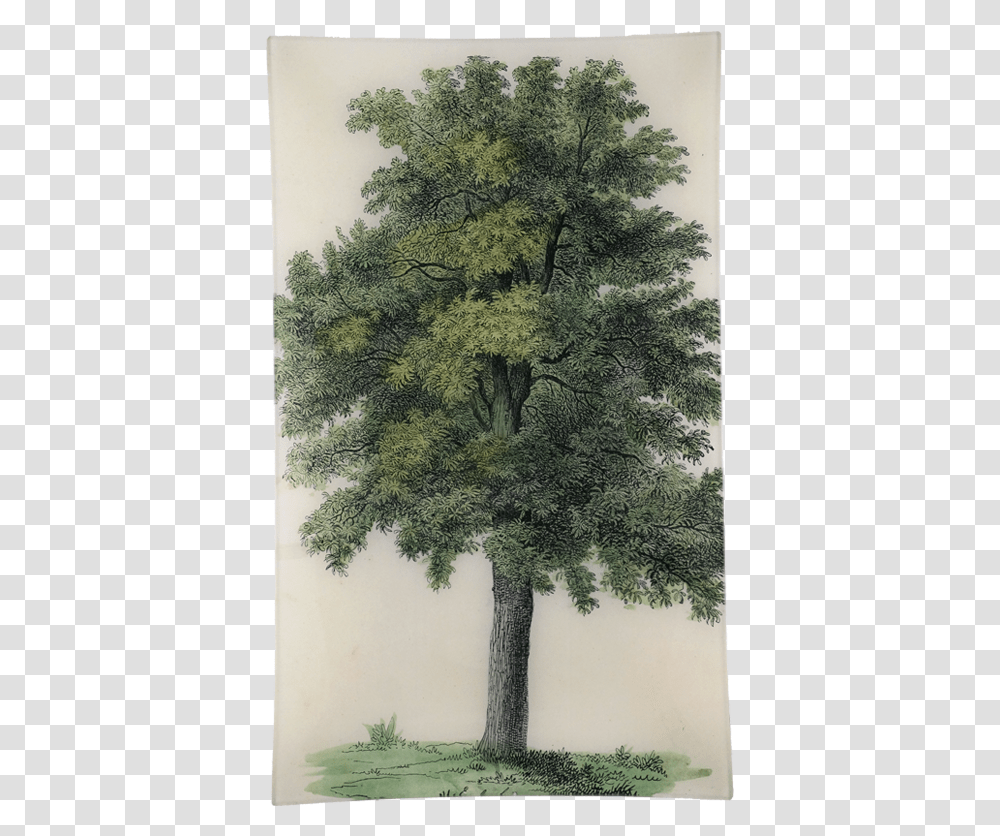 Oak Tree Oak, Plant, Tree Trunk, Conifer, Art Transparent Png