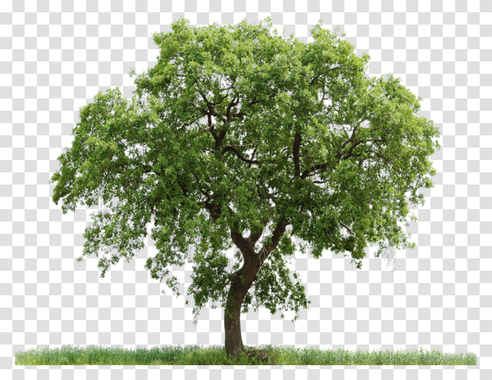 Oak Tree Photoshop, Plant, Tree Trunk, Sycamore, Yard Transparent Png