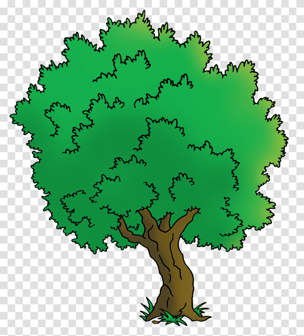 Oak, Tree, Plant, Green Transparent Png