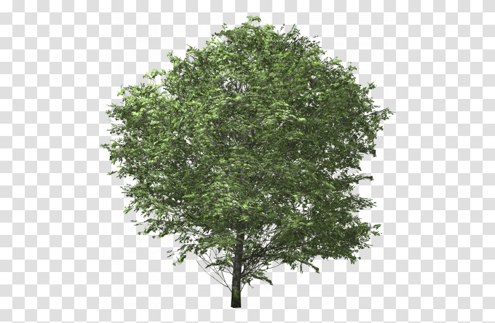 Oak Tree, Plant, Maple, Tree Trunk Transparent Png