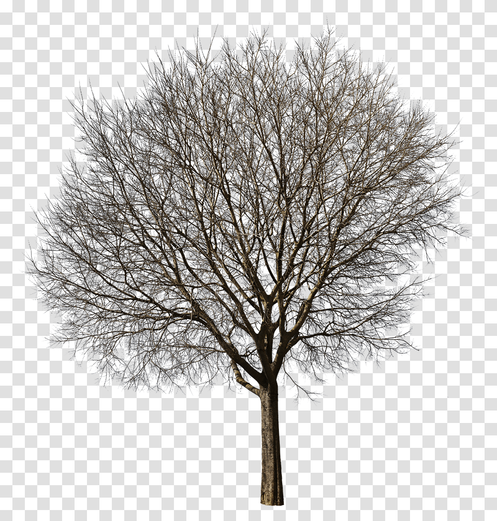 Oak, Tree, Plant, Nature, Ice Transparent Png