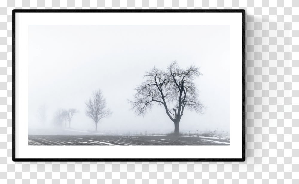 Oak, Tree, Plant, Nature, Outdoors Transparent Png