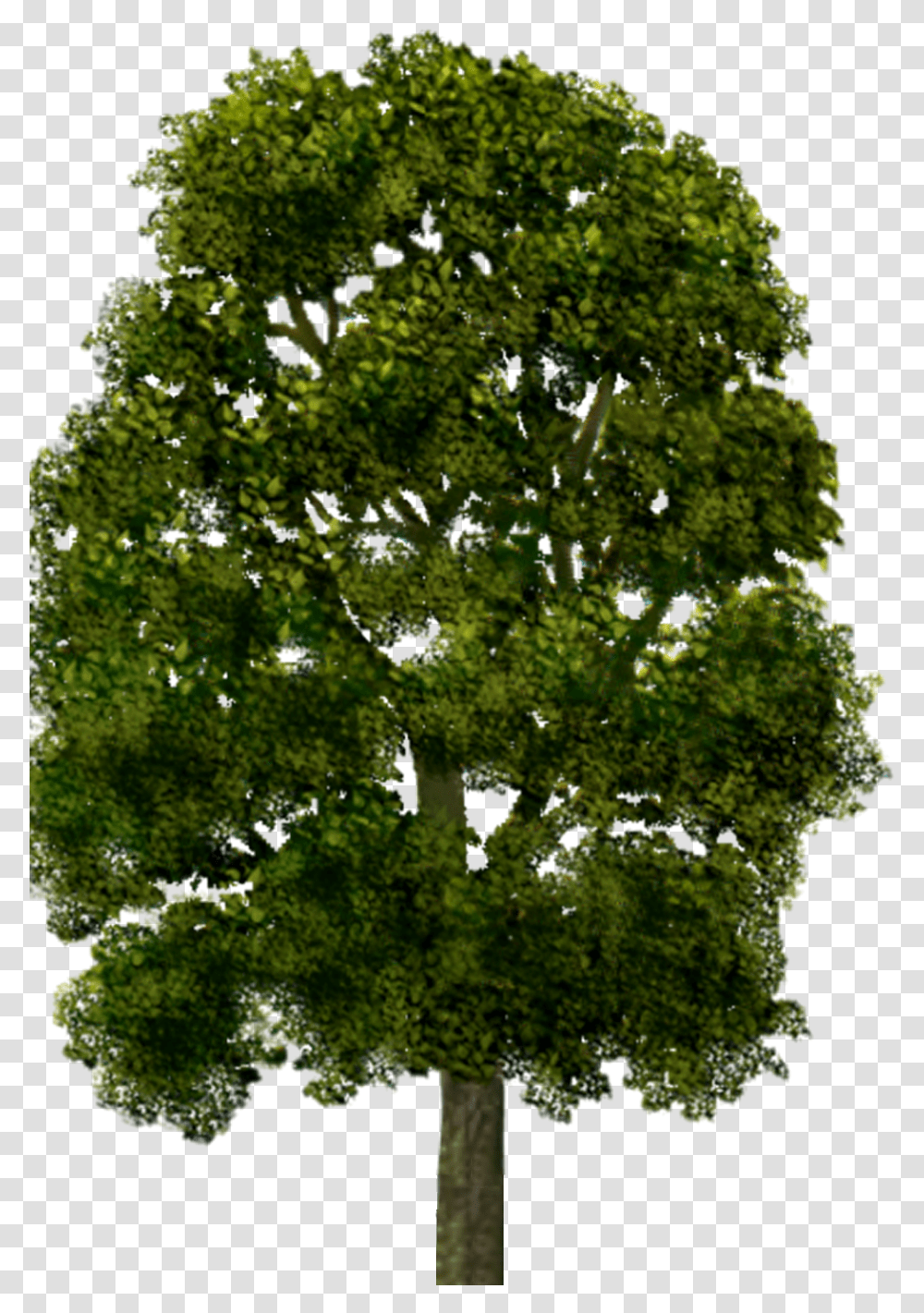 Oak, Tree, Plant, Nature, Outdoors Transparent Png