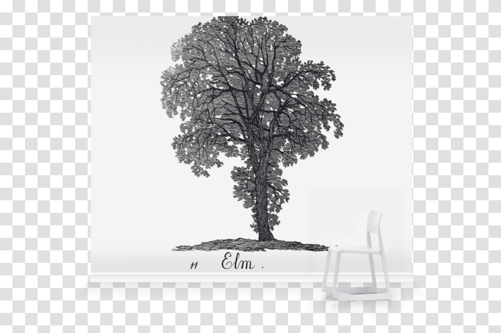 Oak, Tree, Plant, Sycamore, Chair Transparent Png