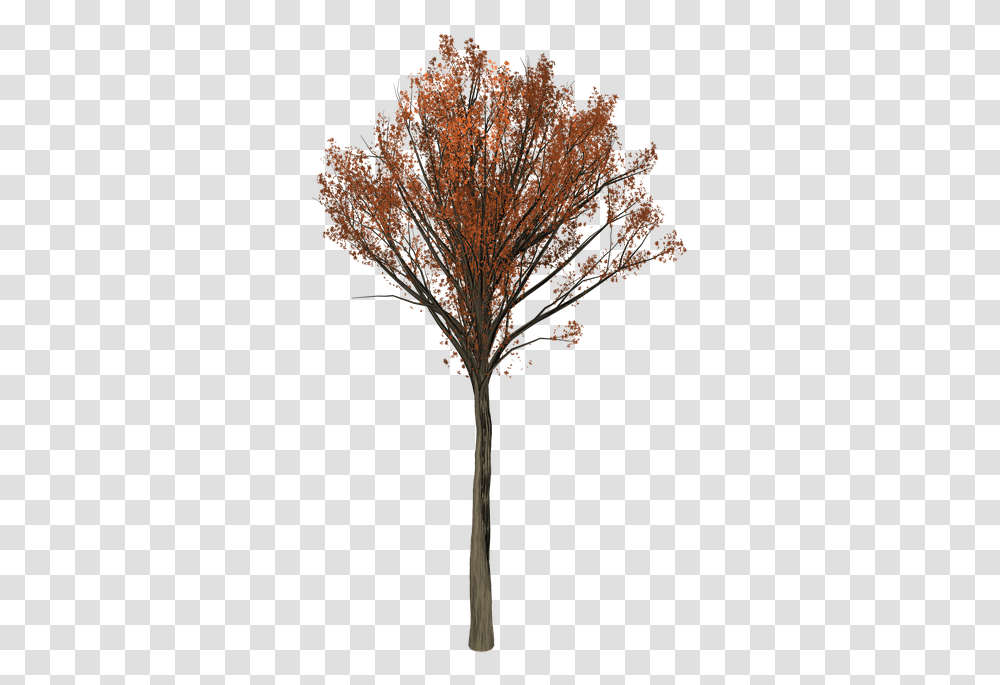 Oak Tree, Plant, Tree Trunk, Leaf, Maple Transparent Png