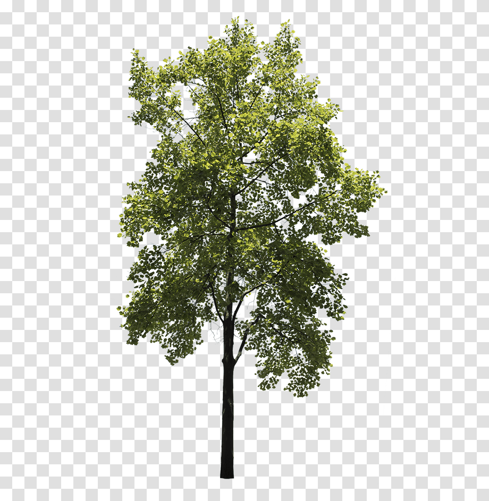 Oak Tree, Plant, Tree Trunk, Maple, Cross Transparent Png