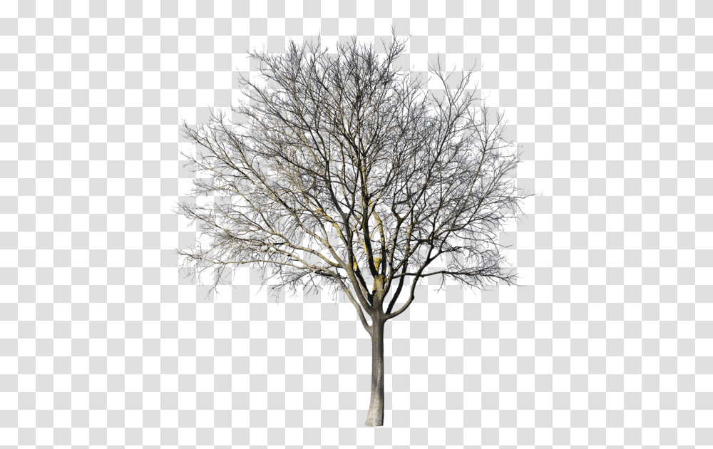 Oak, Tree, Plant, Tree Trunk, Nature Transparent Png