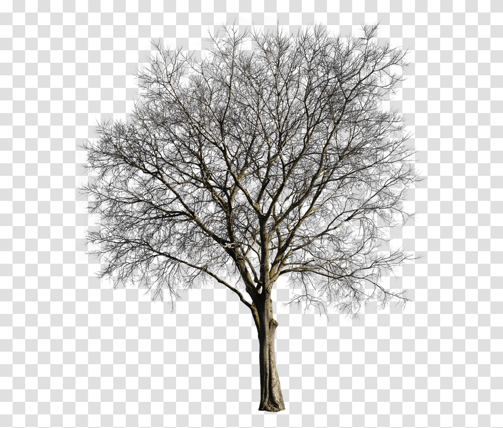 Oak, Tree, Plant, Tree Trunk, Nature Transparent Png