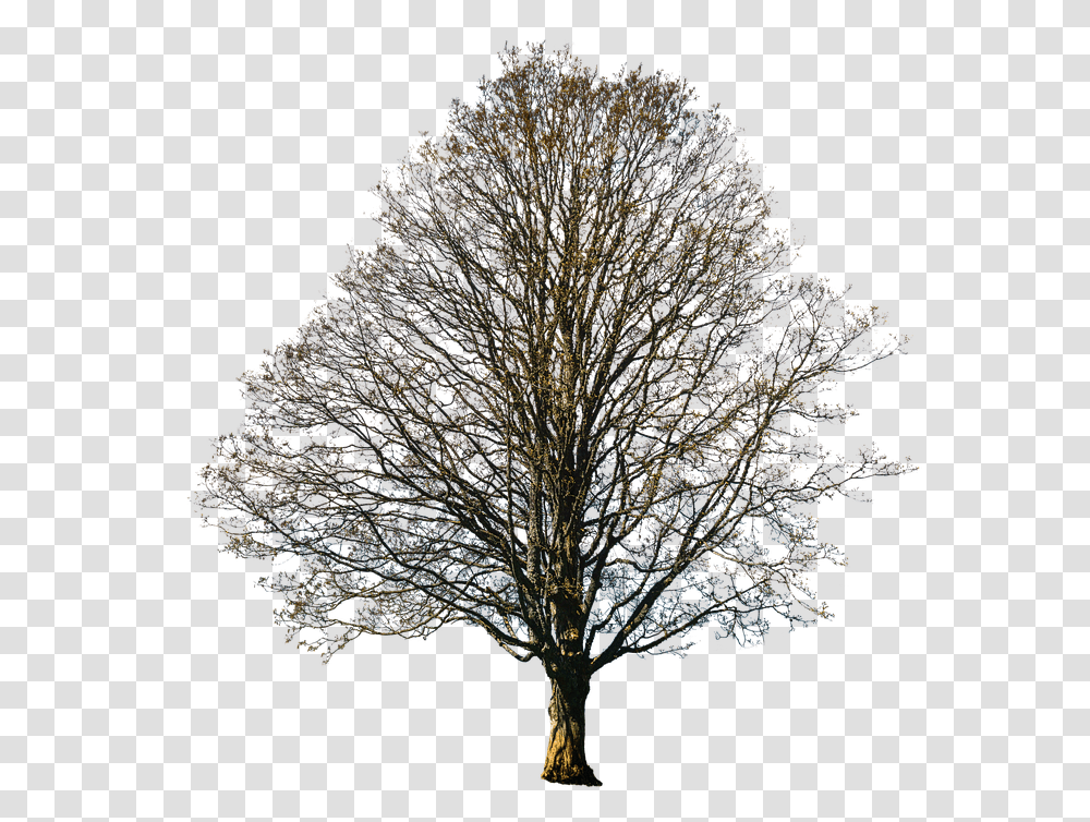 Oak, Tree, Plant, Tree Trunk Transparent Png