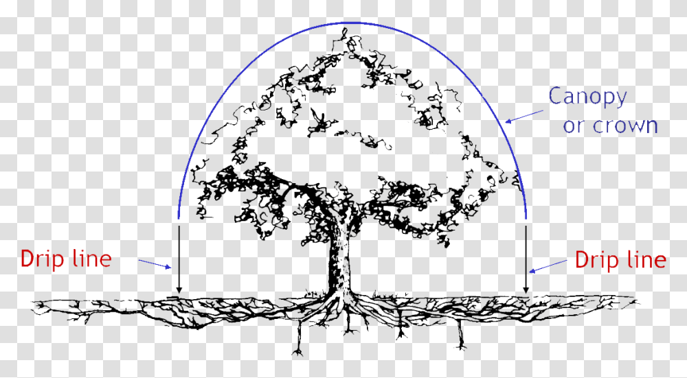 Oak Tree Root System, Nature, Outdoors, Lighting, Night Transparent Png