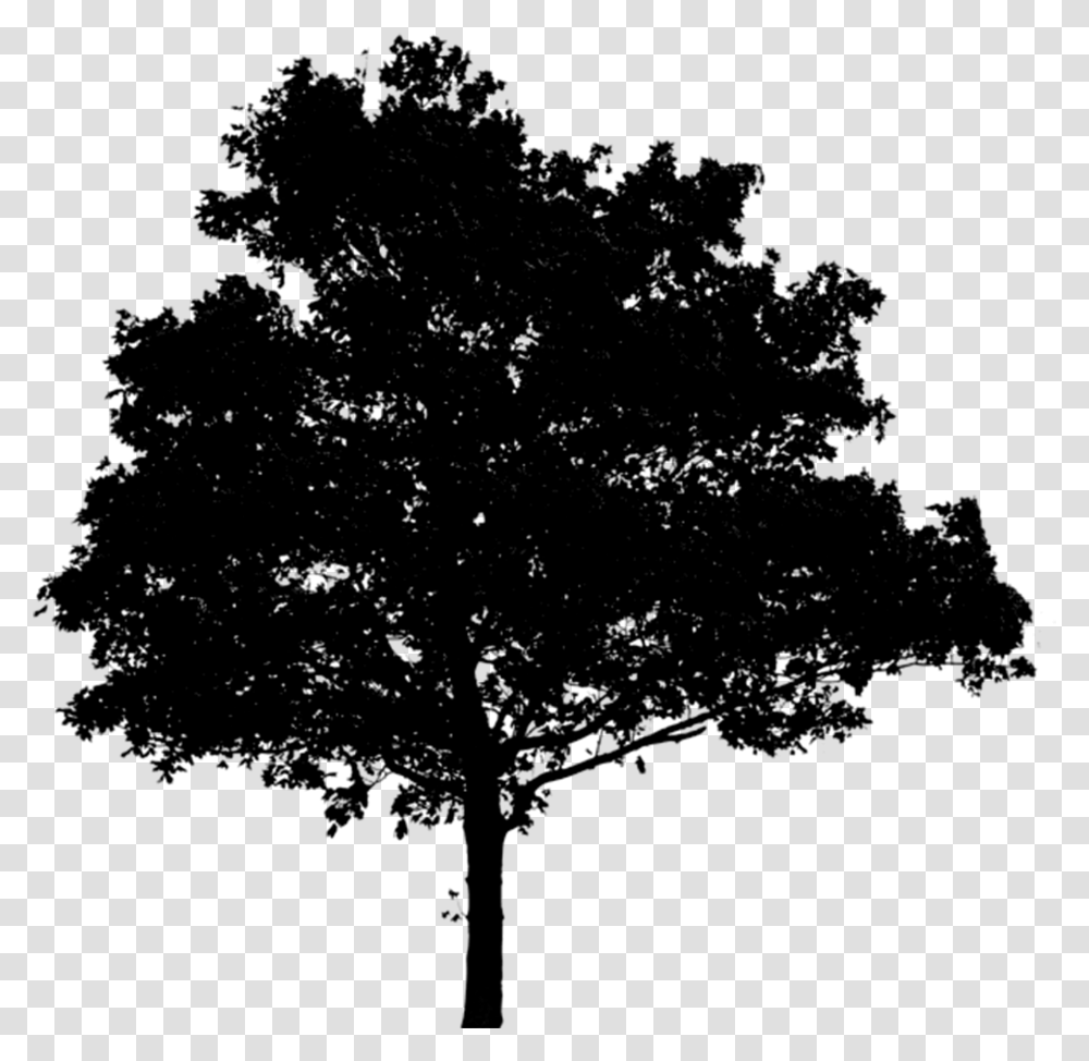 Oak Tree Silhouette Black Tree For Photoshop, Gray, World Of Warcraft, Halo Transparent Png