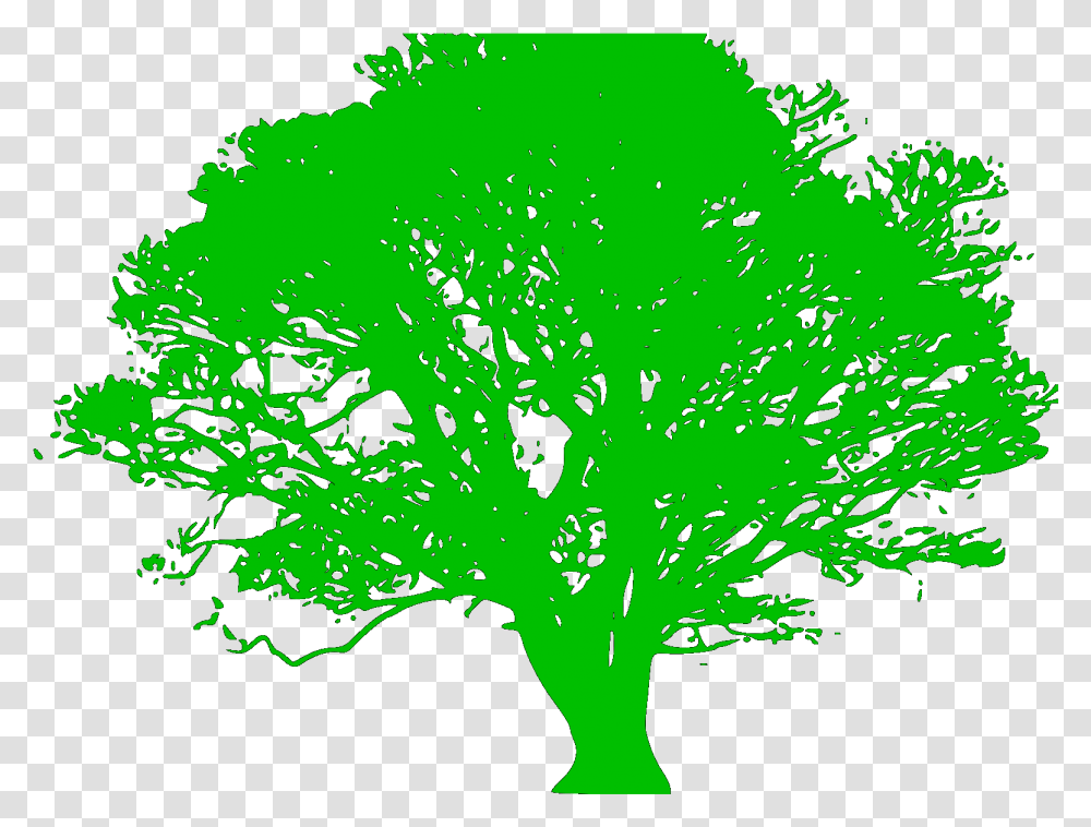 Oak Tree Silhouette, Plant, Green, Vegetation, Bush Transparent Png