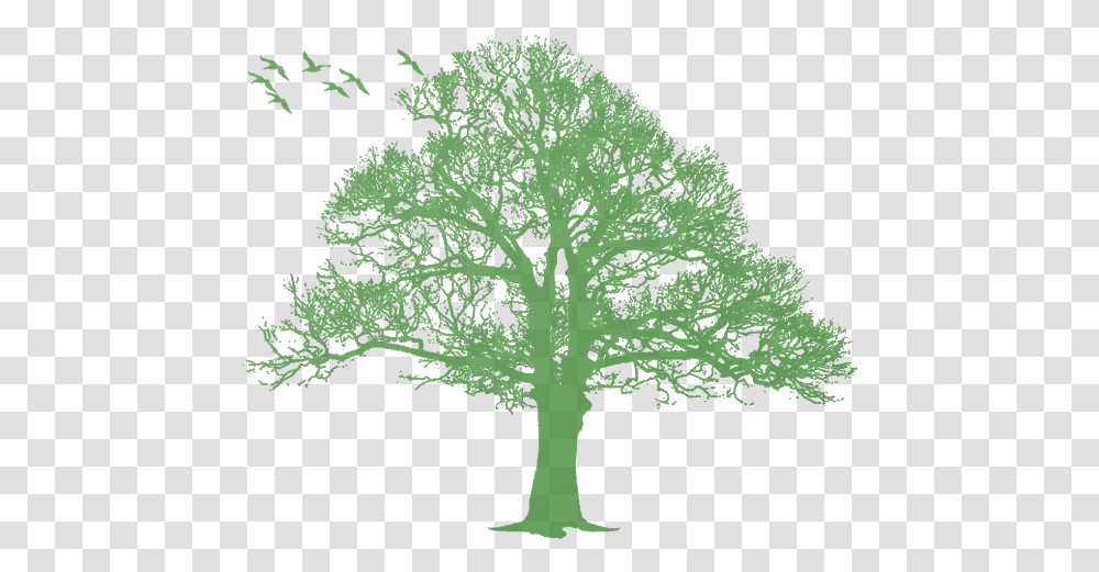 Oak Tree Silhouette Tree Download 570464 Free Green Tree Silhouette, Plant, Vegetation, Graphics, Art Transparent Png