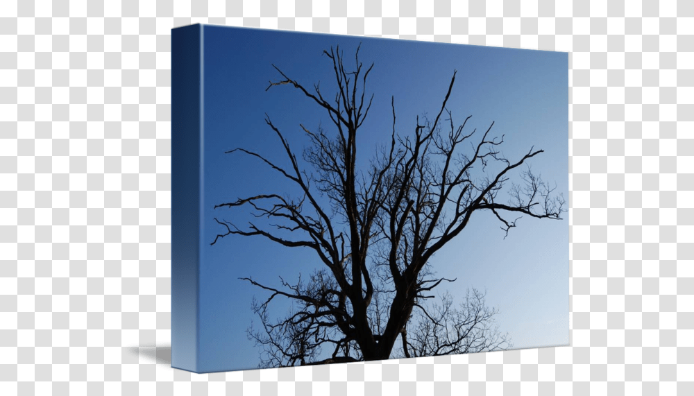 Oak Tree Silhouette Tree, Plant, Nature, Outdoors, Tree Trunk Transparent Png