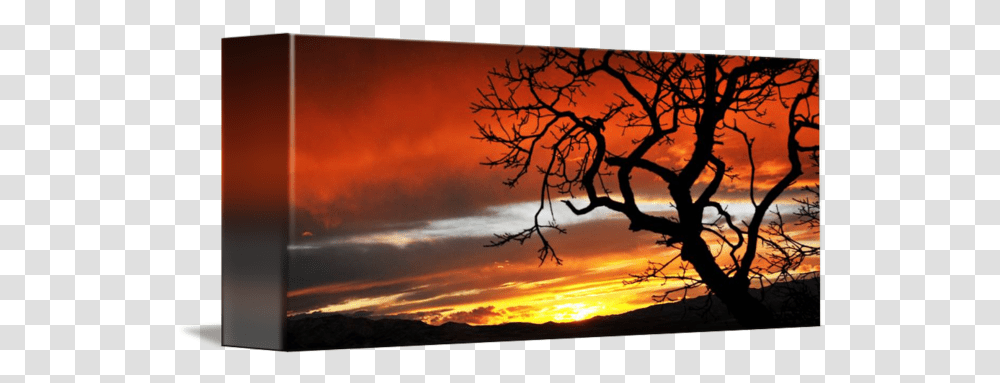 Oak Tree Silhouetted Sunset Ut Co By Ryan Houston Sunset, Plant, Nature, Outdoors, Sky Transparent Png