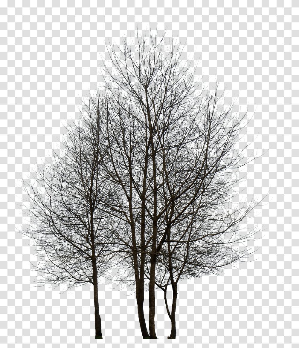 Oak Tree Transparent Png