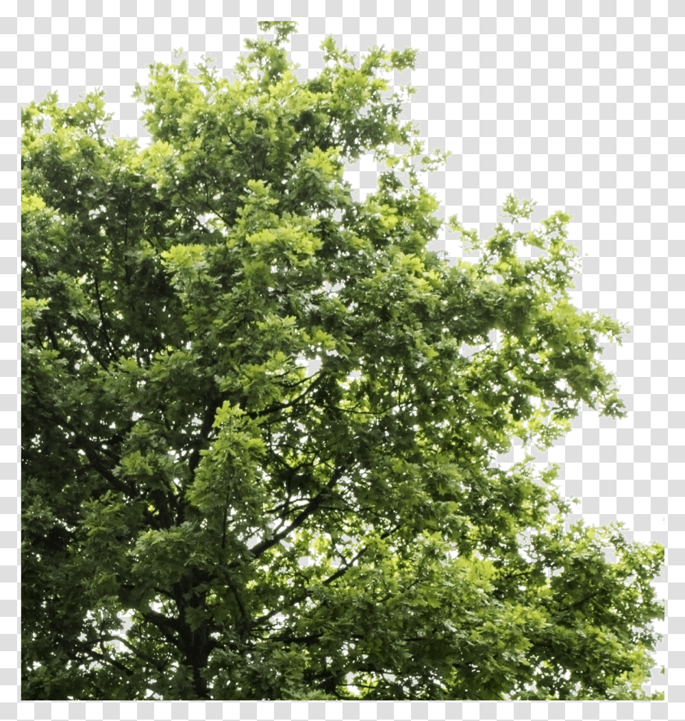 Oak Tree Tree Background, Plant, Maple, Tree Trunk, Sycamore Transparent Png