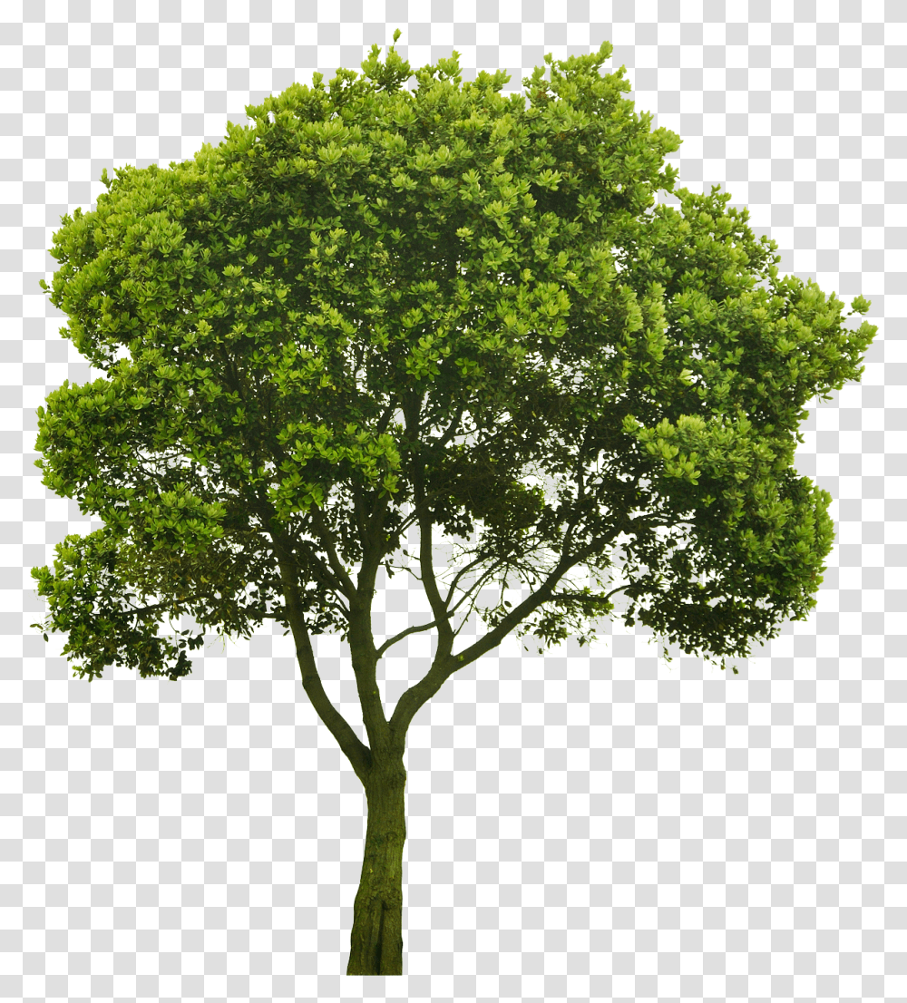 Oak Tree Tree Hd Architecture Elm Tree, Plant, Tree Trunk, Sycamore, Maple Transparent Png