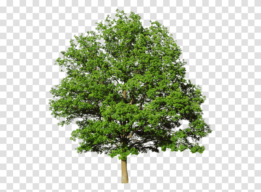 Oak Tree White Oak Tree White Background, Plant, Sycamore, Maple, Tree Trunk Transparent Png