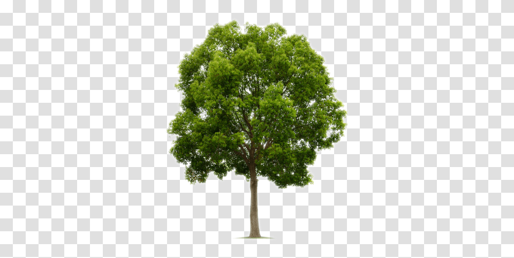 Oak Trees Download Free Clip Art Tree Free, Plant, Sycamore, Maple, Tree Trunk Transparent Png