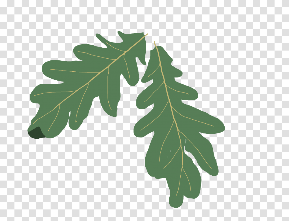 Oak Trees, Plant, Leaf, Produce, Food Transparent Png