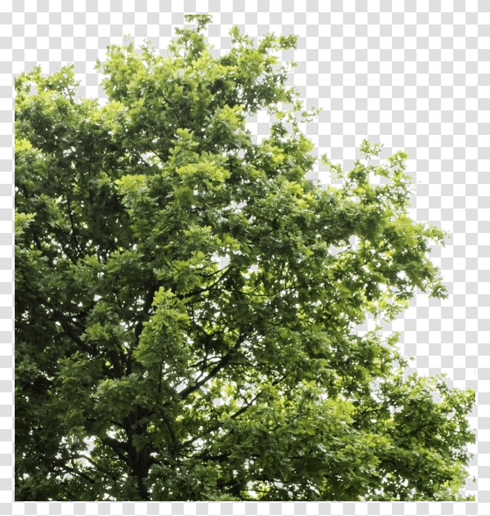 Oak Trees, Plant, Maple, Sycamore, Tree Trunk Transparent Png