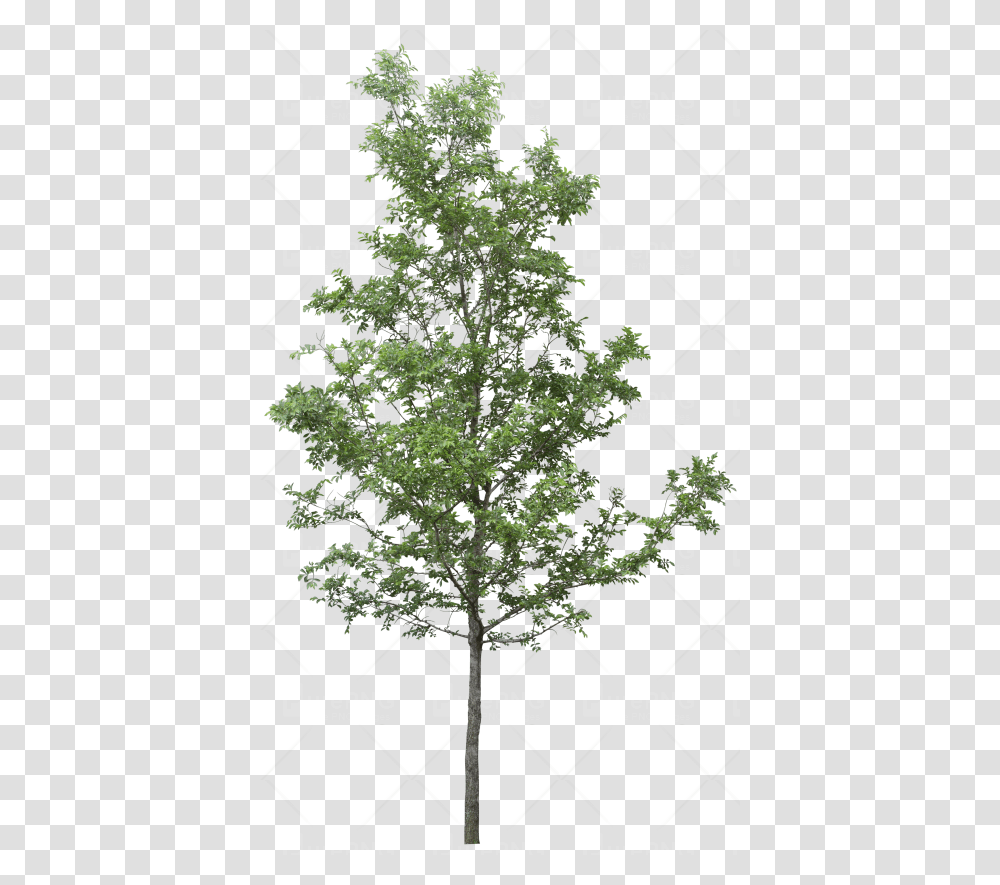 Oak Trees Tree, Plant, Sycamore, Maple, Utility Pole Transparent Png