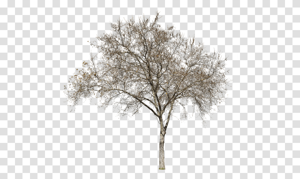 Oak Winter, Tree, Plant, Conifer, Tree Trunk Transparent Png