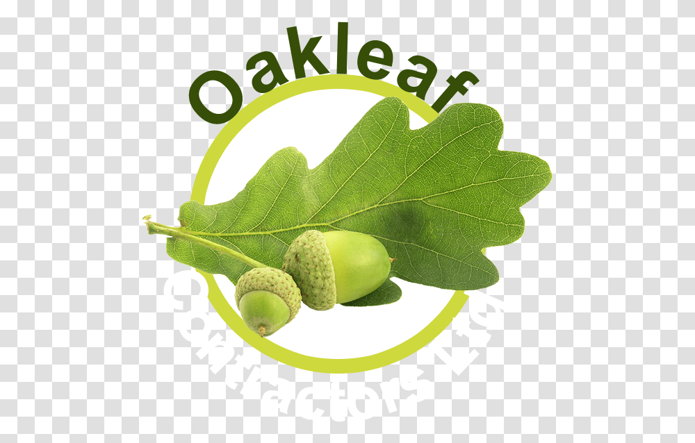 Oakleaf Contractors Ltd Olive, Plant, Produce, Food, Seed Transparent Png