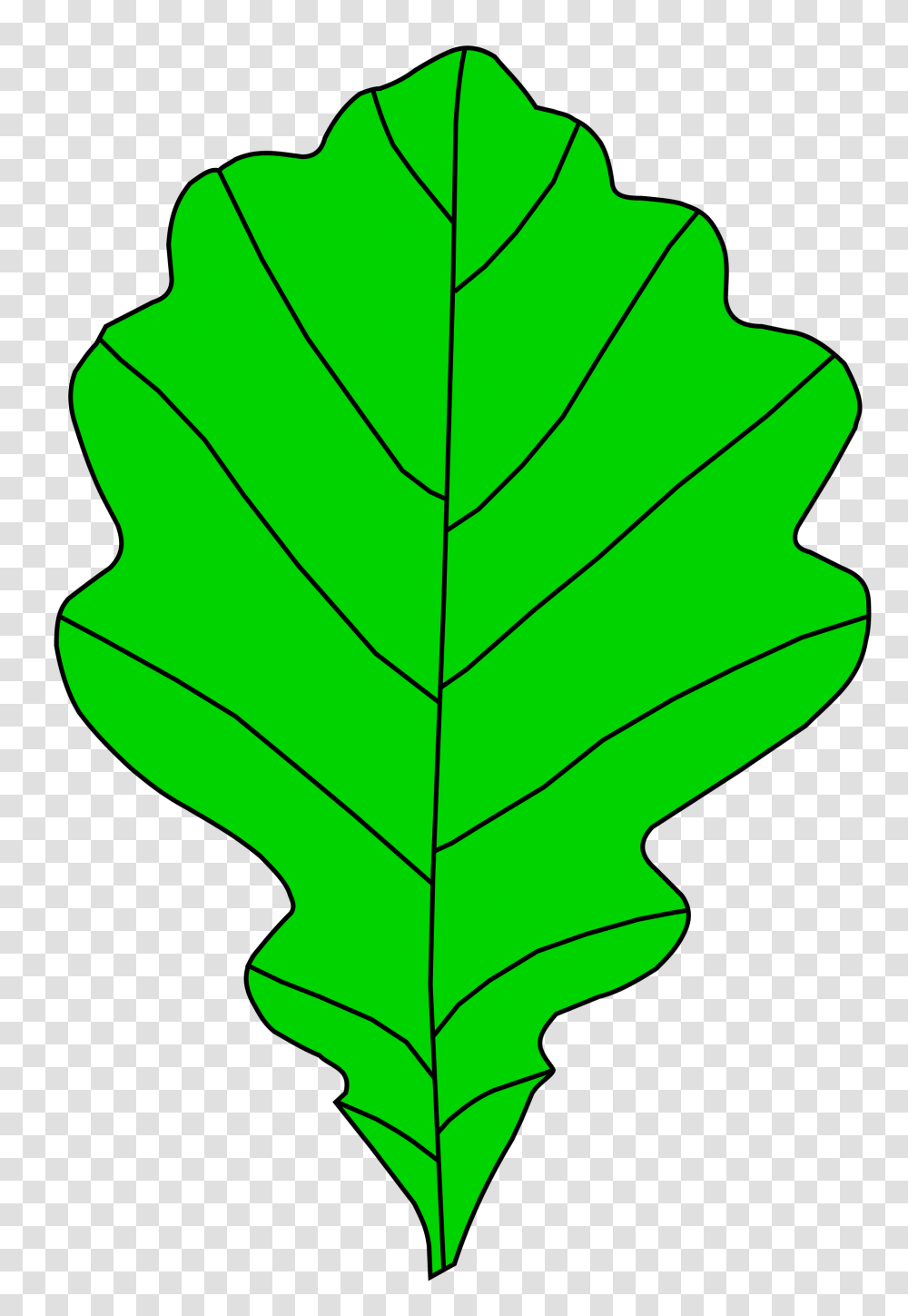 Oakleaf Element, Plant, Veins, Maple Leaf Transparent Png