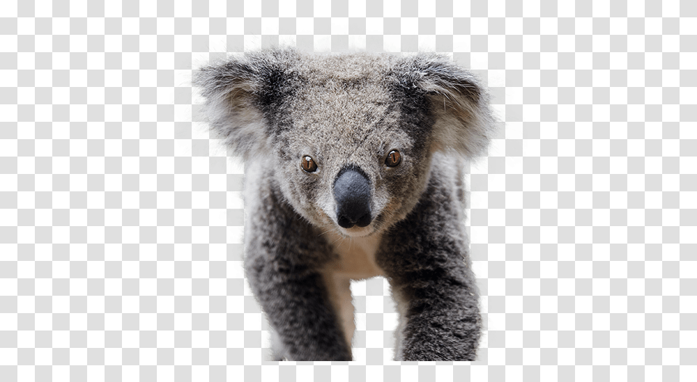 Oakvale Wildlife Koala, Mammal, Animal, Bear Transparent Png