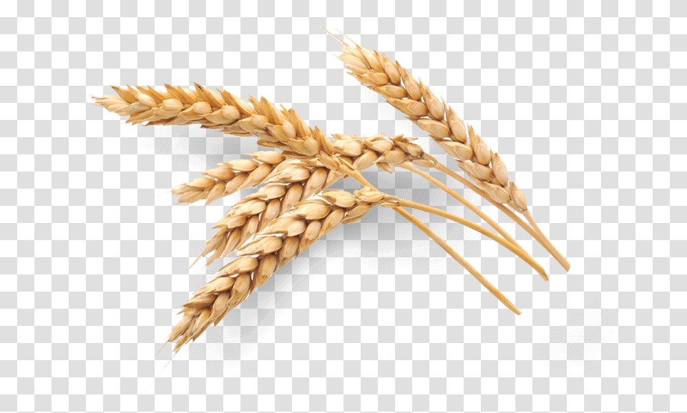 Oatmeal Wheat Oat, Plant, Bird, Animal, Vegetable Transparent Png