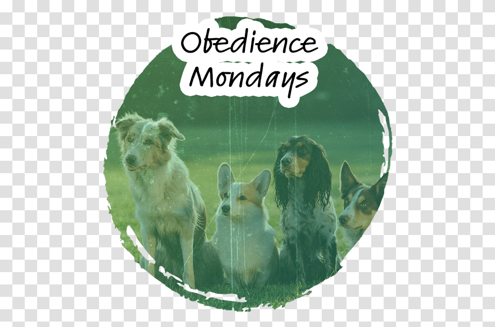 Obedience Dogs Training, Pet, Canine, Animal, Mammal Transparent Png