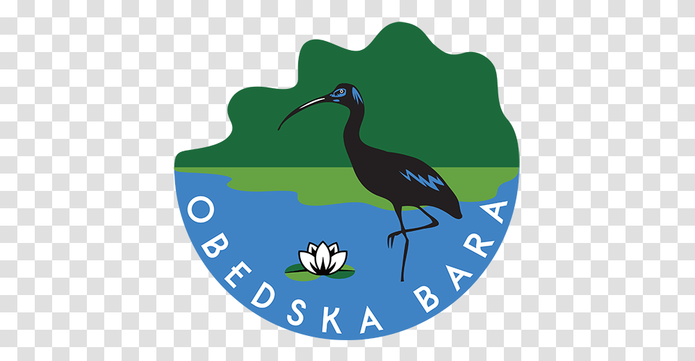 Obedska Swamp Vojvodinasume, Bird, Animal, Beak, Waterfowl Transparent Png