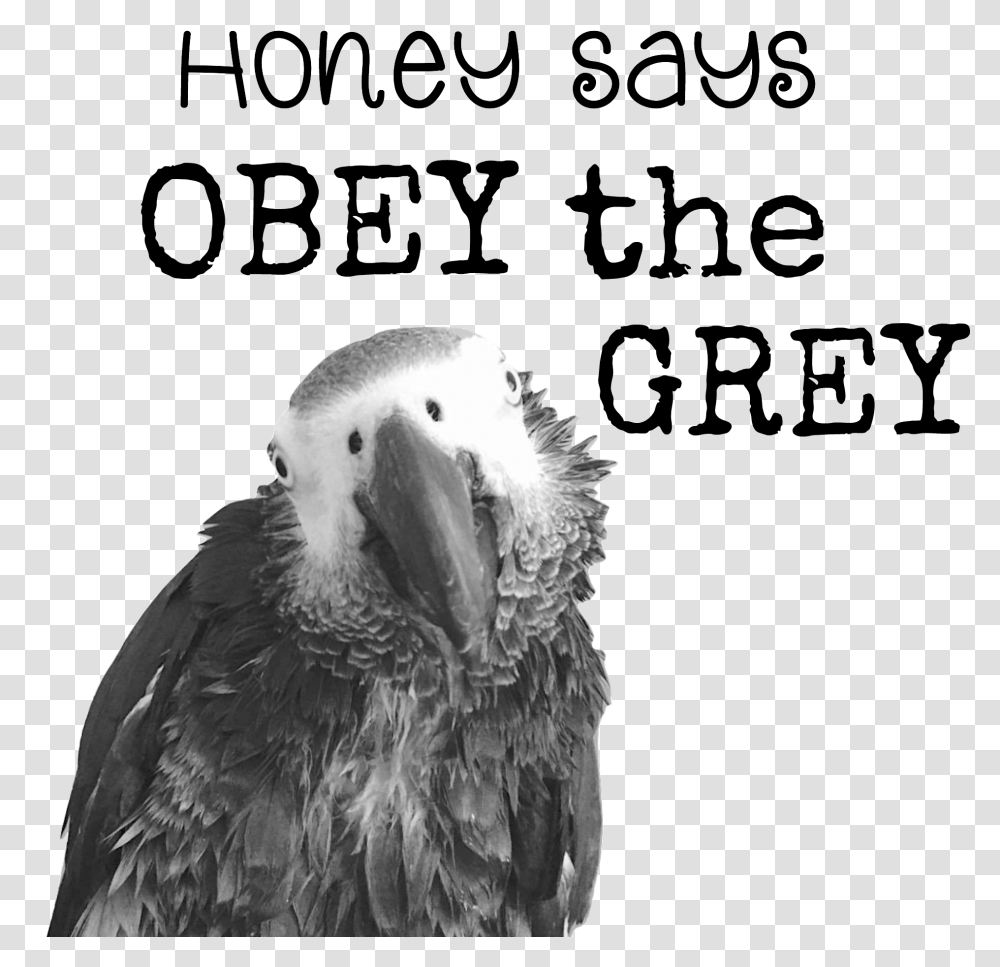 Obey The Grey Mug Quick And Easy Diy Father's Day Gifts, Bird, Animal, Parrot, African Grey Parrot Transparent Png