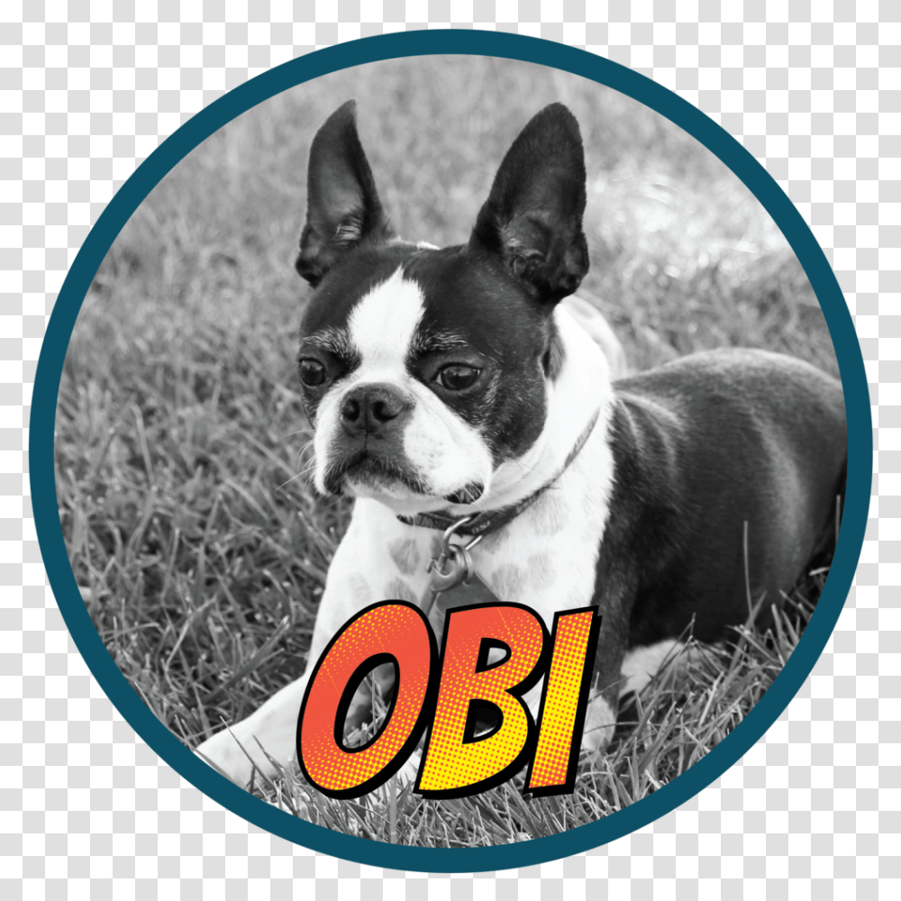 Obi 01 Boston Terrier, Boston Bull, Bulldog, Pet, Canine Transparent Png