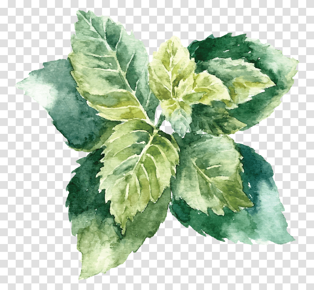 Object Drawing With Watercolor Download Watercolor Mint Leaves Free Vector, Leaf, Plant, Potted Plant, Vase Transparent Png