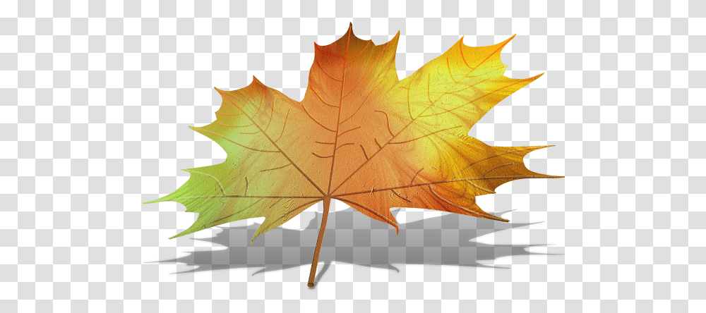 Object Of The Fortnight 8 - Maple Leaf Winners The Maple Leaf, Plant, Tree, Horse, Mammal Transparent Png