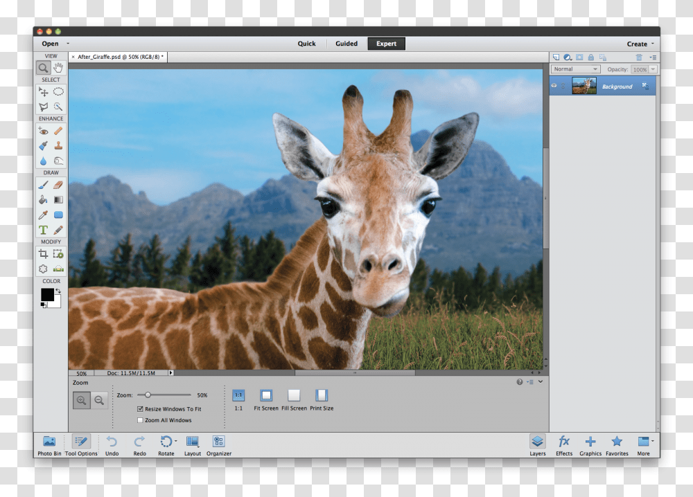 Objects For Photoshop, Giraffe, Wildlife, Mammal, Animal Transparent Png
