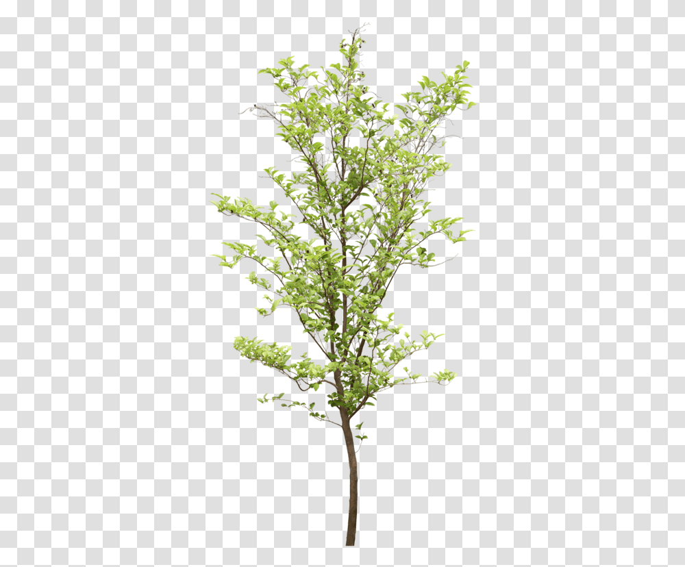 Objects For Photoshop, Plant, Tree, Conifer, Flower Transparent Png
