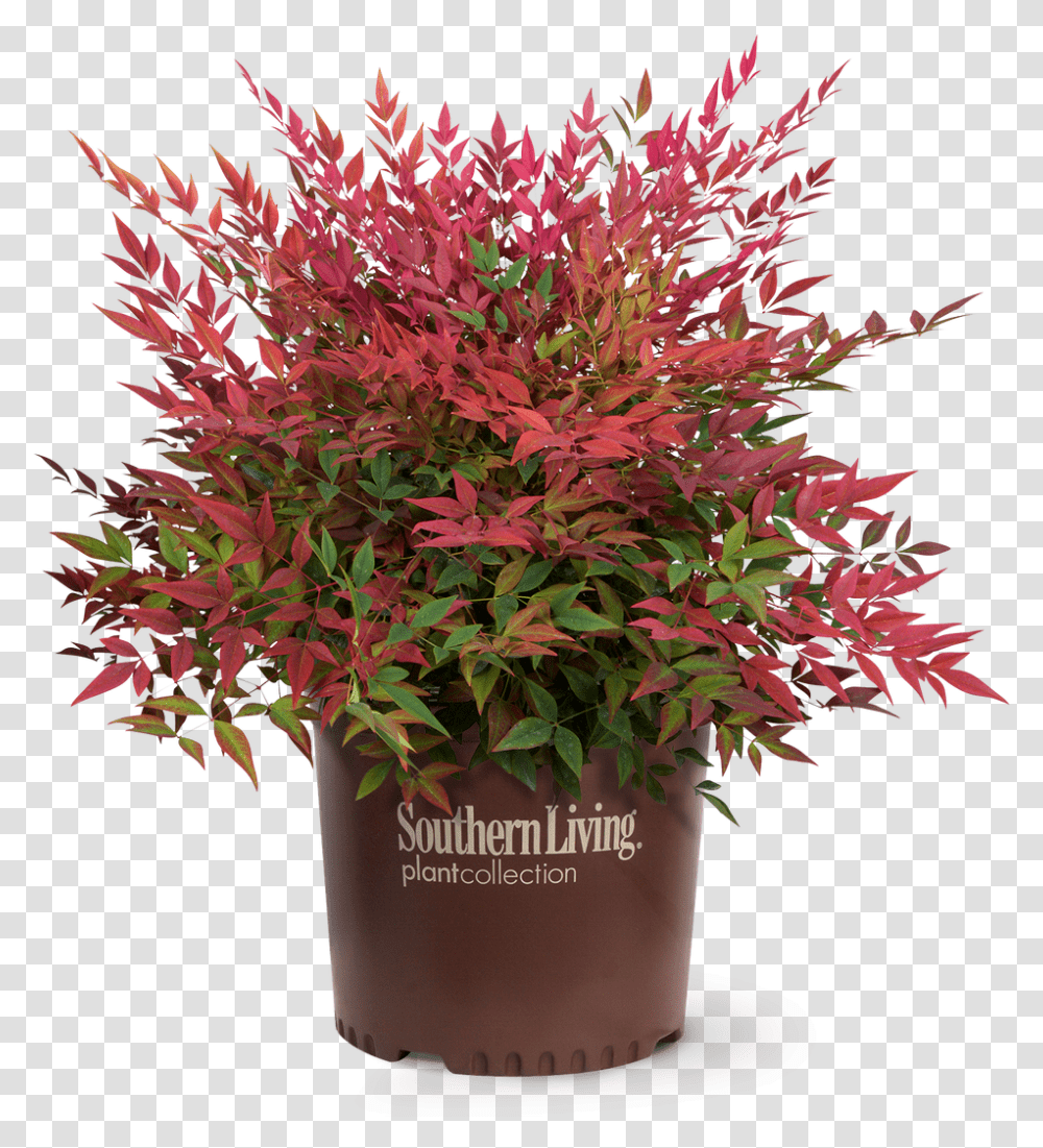 Obsession Nandina Obsession Nandina, Plant, Tree, Maple, Leaf Transparent Png