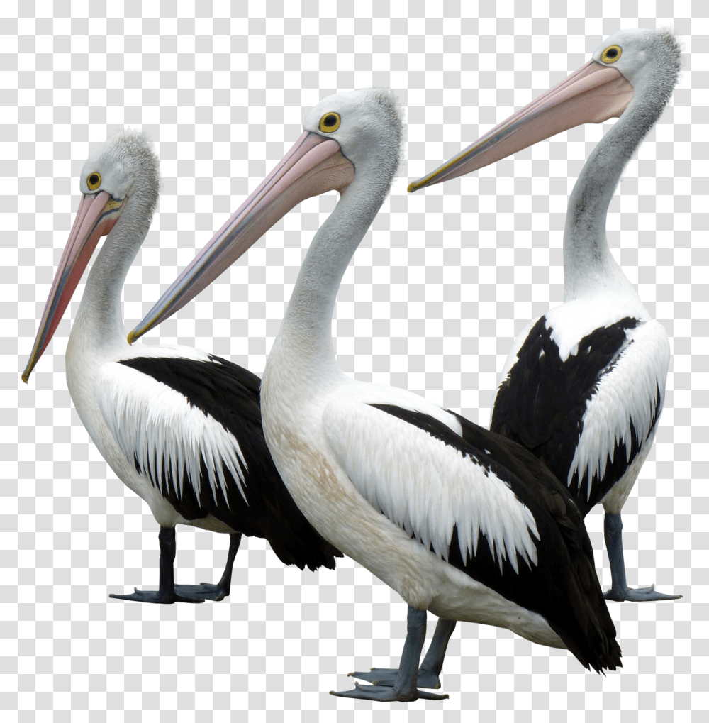 Ocean Birds Background Ocean Bird, Animal, Pelican, Beak Transparent Png