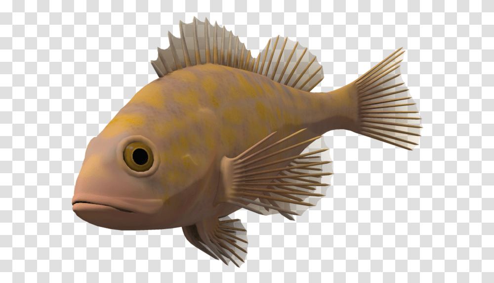 Ocean Fish Background Background Fish, Animal, Perch, Person, Human Transparent Png