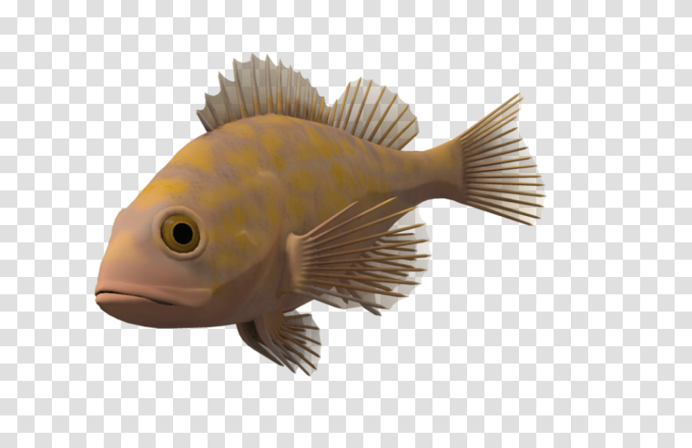 Ocean Fish Background Portable Network Graphics, Animal, Perch, Aquatic, Water Transparent Png