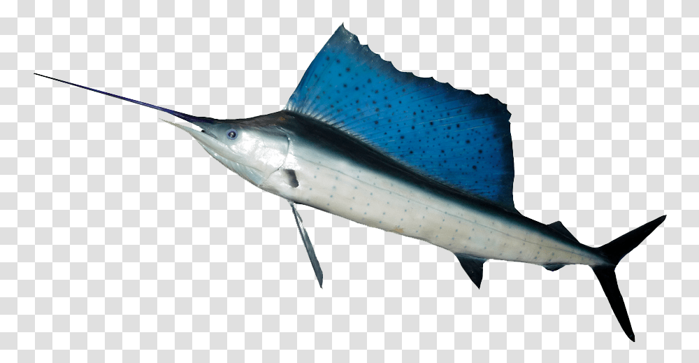Ocean Fish Hd Fish With Large Dorsal Fins, Animal, Sea Life, Swordfish, Tuna Transparent Png
