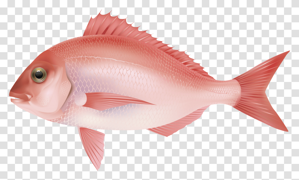 Ocean Fish Pink Salt Water Fish, Animal, Sea Life, Mullet Fish, Carp Transparent Png