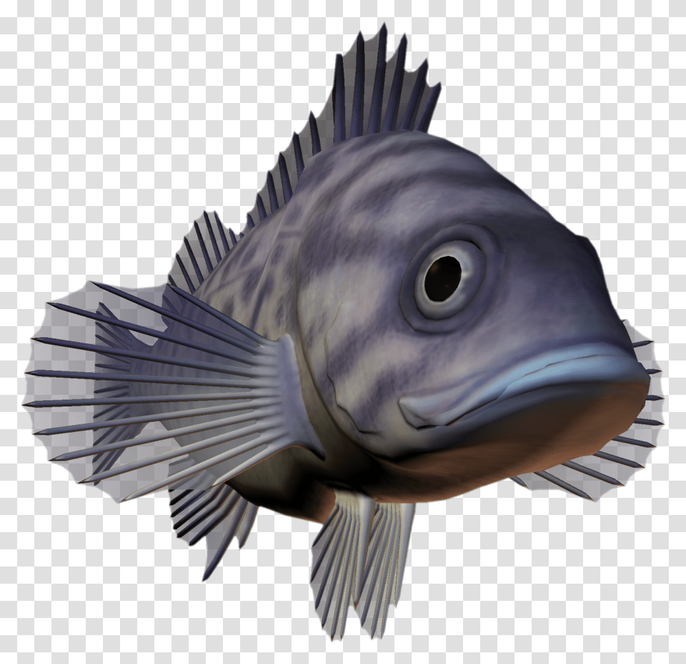 Ocean Fish Pomacentridae, Aquatic, Water, Animal, Bird Transparent Png