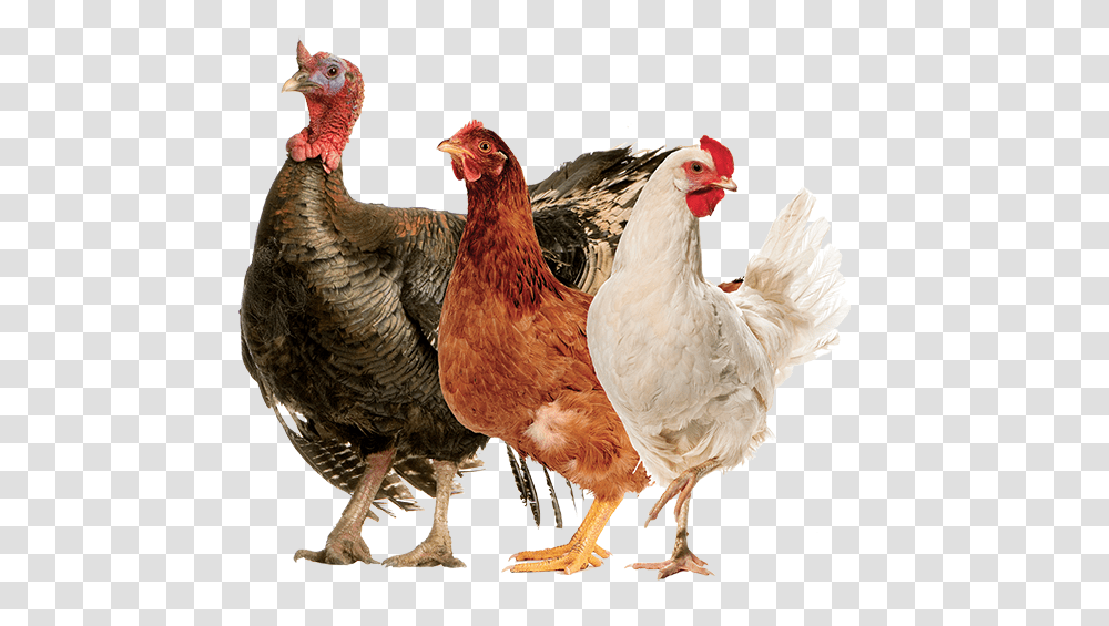 Ocean Harvest Technology Rooster, Chicken, Poultry, Fowl, Bird Transparent Png