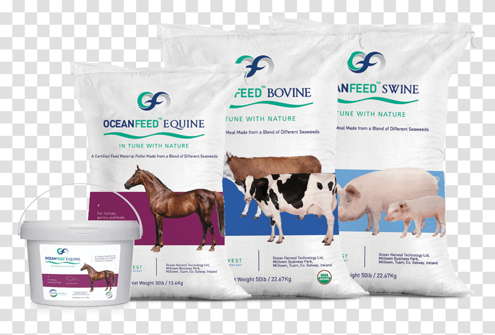 Ocean Harvest Technology Seaweed, Cow, Cattle, Mammal, Animal Transparent Png